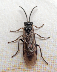 Empria