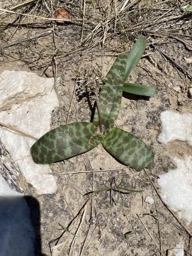 Ledebouria scabrida