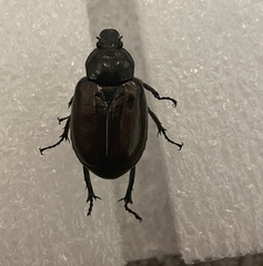 Osmoderma subplanata