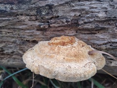 Truncospora ochroleuca