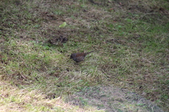 Prunella modularis