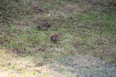 Prunella modularis