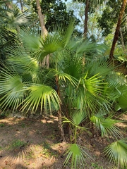 Acoelorraphe wrightii