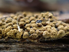 Oligonema persimile