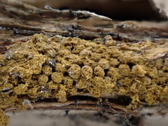 Oligonema persimile