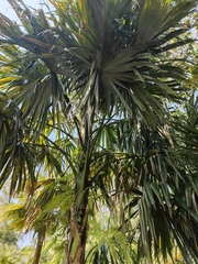 Sabal mauritiiformis