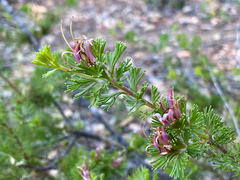 Adenanthos meisneri
