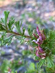 Adenanthos meisneri