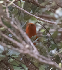Loxops coccineus