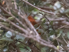 Loxops coccineus