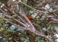 Loxops coccineus