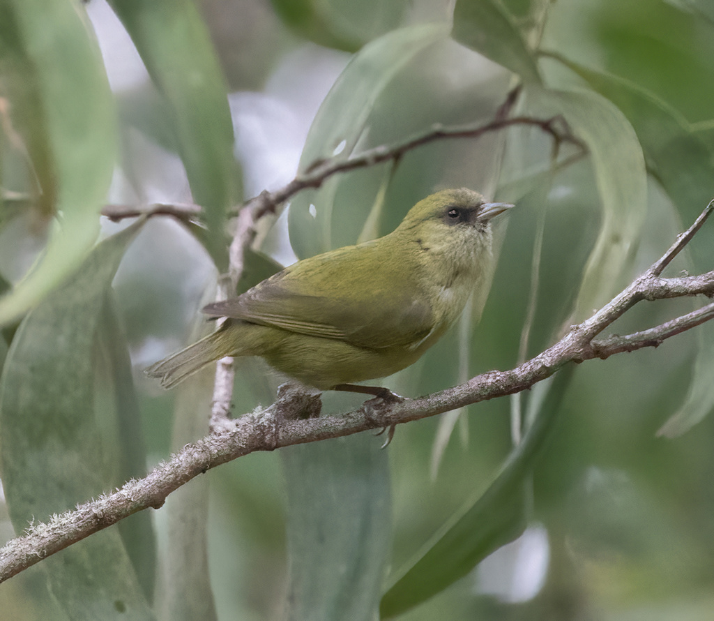 Hawaii Creeper photo