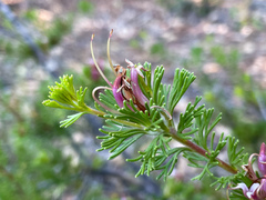 Adenanthos meisneri