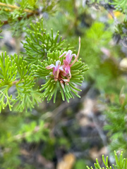 Adenanthos meisneri