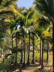 Verschaffeltia splendida