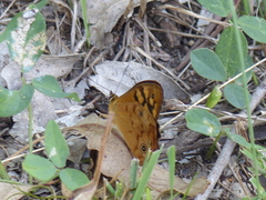 Heteronympha paradelpha