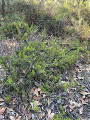 Adenanthos meisneri