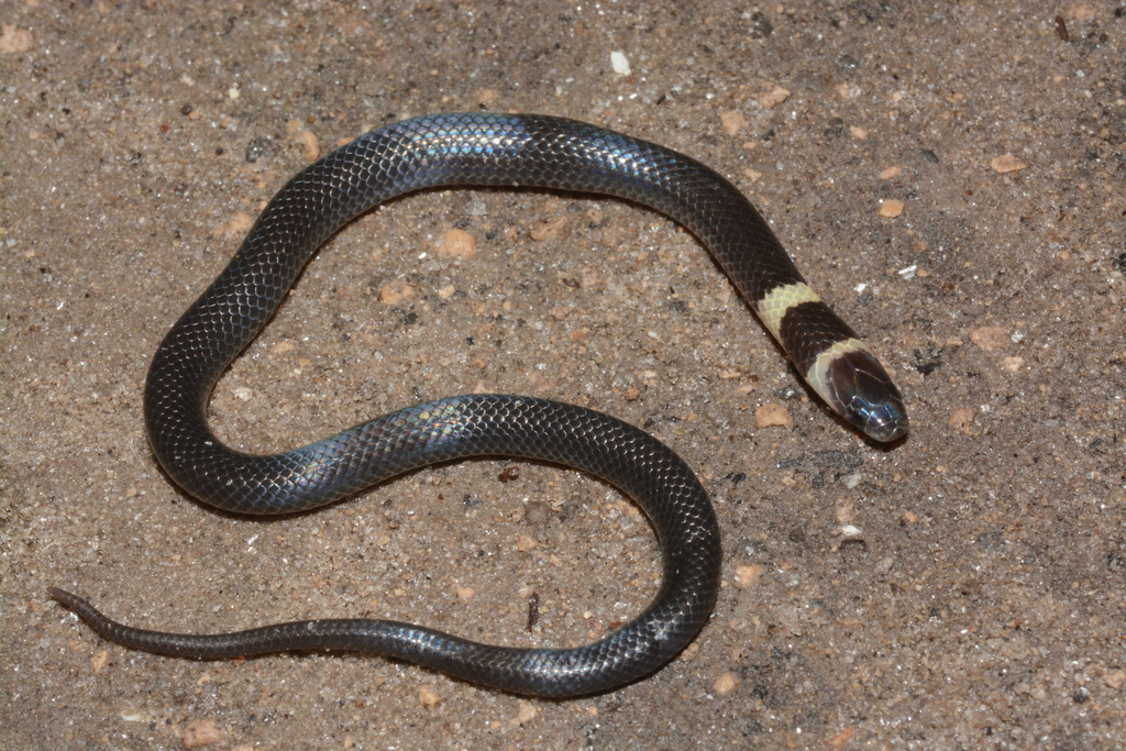 Black Centipede Eater