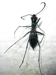 Dromica limpopoiana