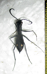 Dromica limpopoiana
