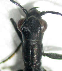 Dromica limpopoiana