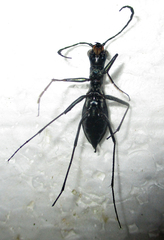 Dromica limpopoiana