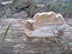 Truncospora ochroleuca