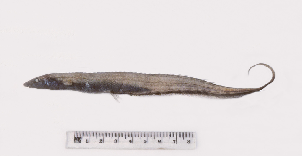 Longnose Tapirfish