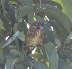 Chasiempis sandwichensis bryani