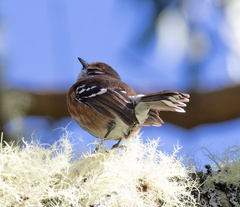 Chasiempis sandwichensis bryani