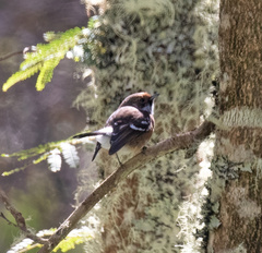 Chasiempis sandwichensis bryani