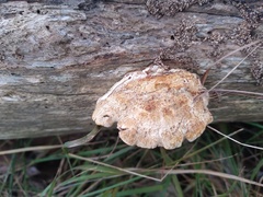 Truncospora ochroleuca