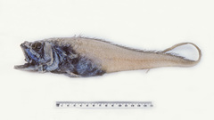 Bathygadus spongiceps