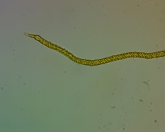 Oligonema persimile