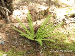 Dryopteris zayuensis