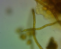 Oligonema persimile