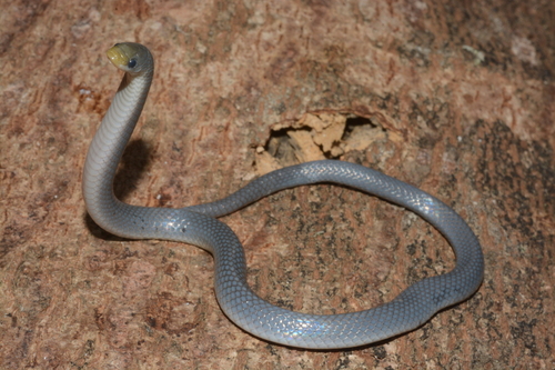 Angolan Shovel-snout, Prosymna ambigua
