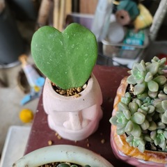 Hoya kerrii