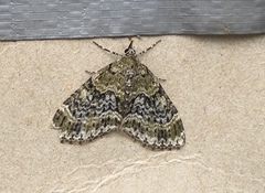 Acasis viretata