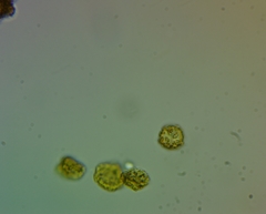 Oligonema persimile