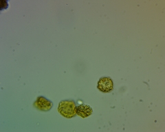 Oligonema persimile