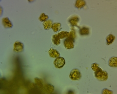 Oligonema persimile