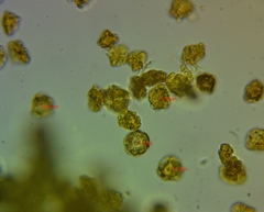 Oligonema persimile