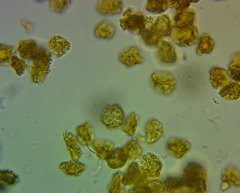 Oligonema persimile