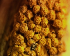 Oligonema persimile