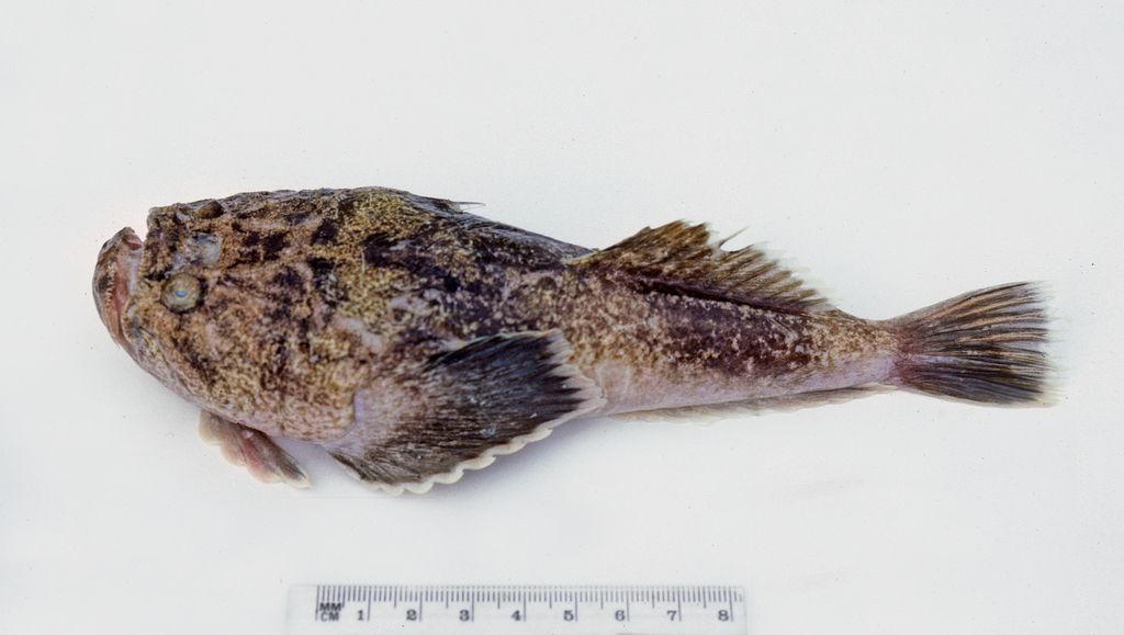 Speckled Stargazer