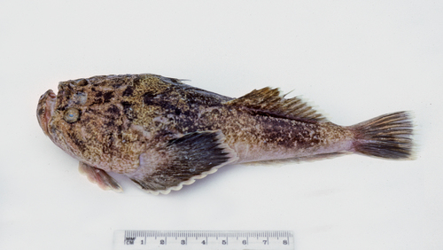 Speckled stargazer (Kathetostoma canaster) — Uranoscopidae