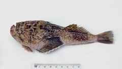 Kathetostoma canaster