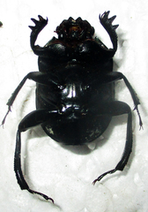 Garreta australugens