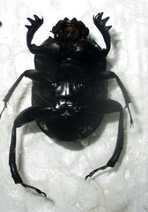 Garreta australugens